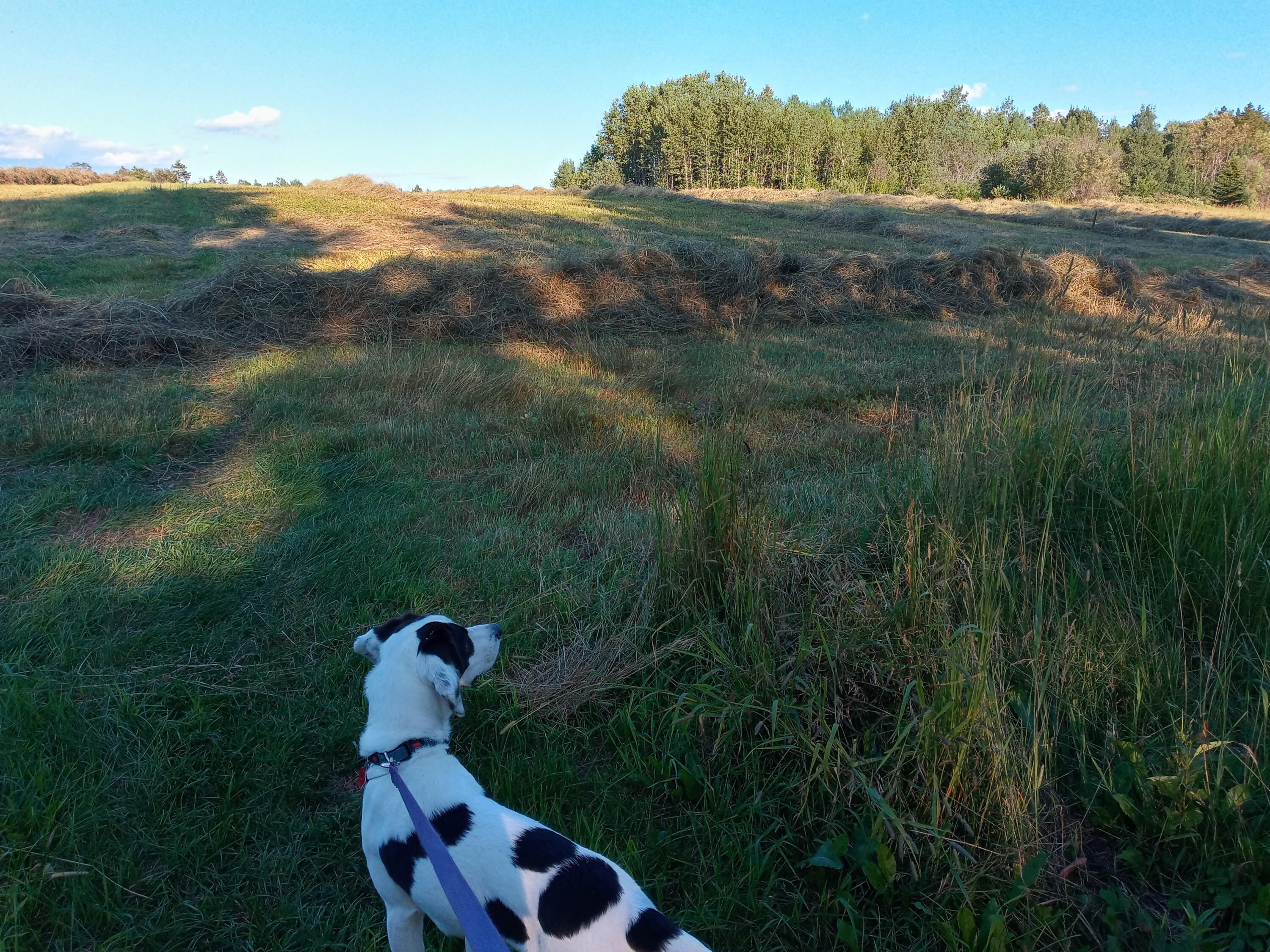 99 Leach Road Ashland, ME 04732 - Photo 26 of 63 back hay fields cut
