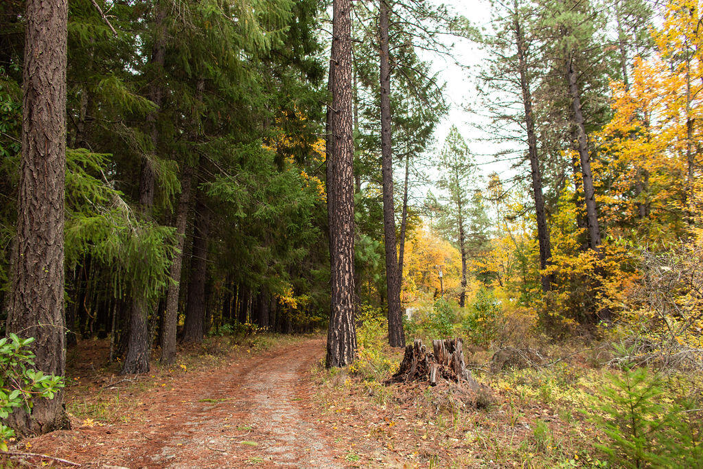 333 Queen Of Bronze Road Cave Junction, OR 97523 - Photo 20 of 22 BrielleLeayDesigns-20