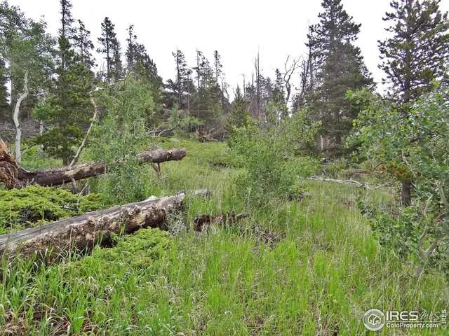 a view of a lush green forest with lots of trees