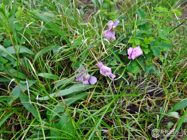 a bunch of flowers in bunch