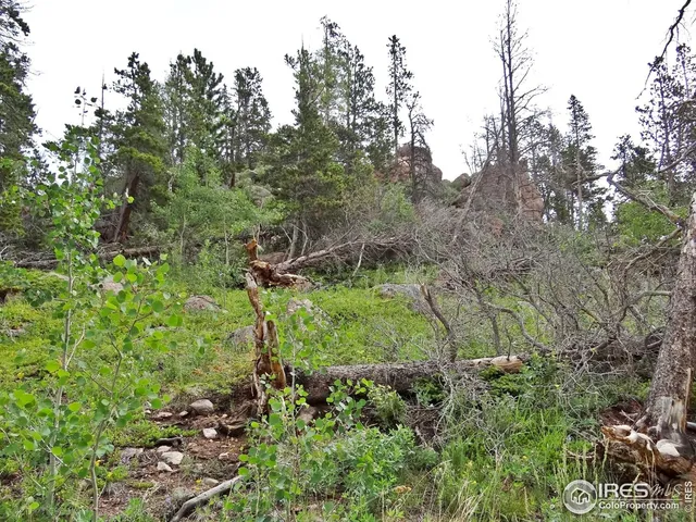 a view of a garden with a tree