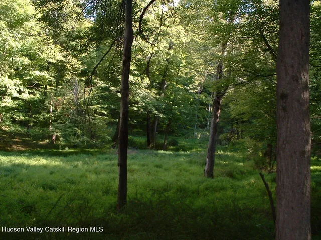 a view of a lush green forest