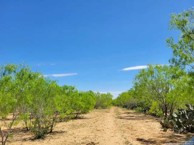 a view of a yard with plants and large trees