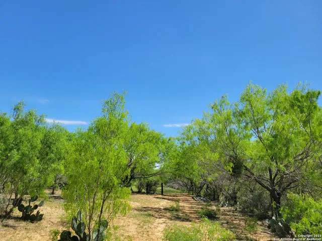 a view of a big yard with large trees