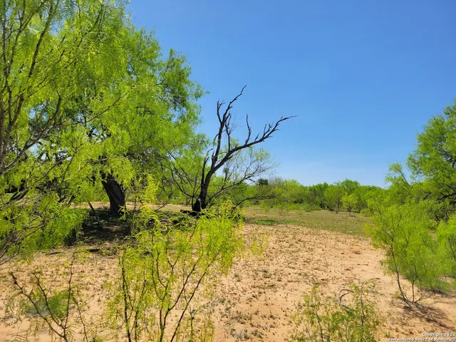 a tree in the middle of a yard