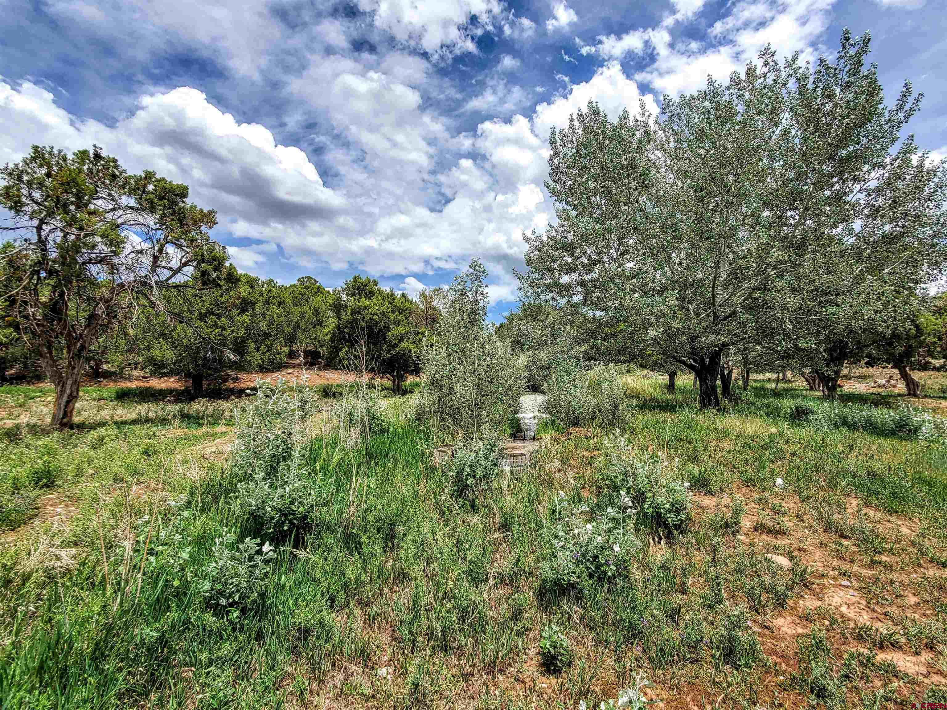 79 Cedar Circle Durango, CO 81303 - Photo 12 of 30 a view of a green field with lots of bushes