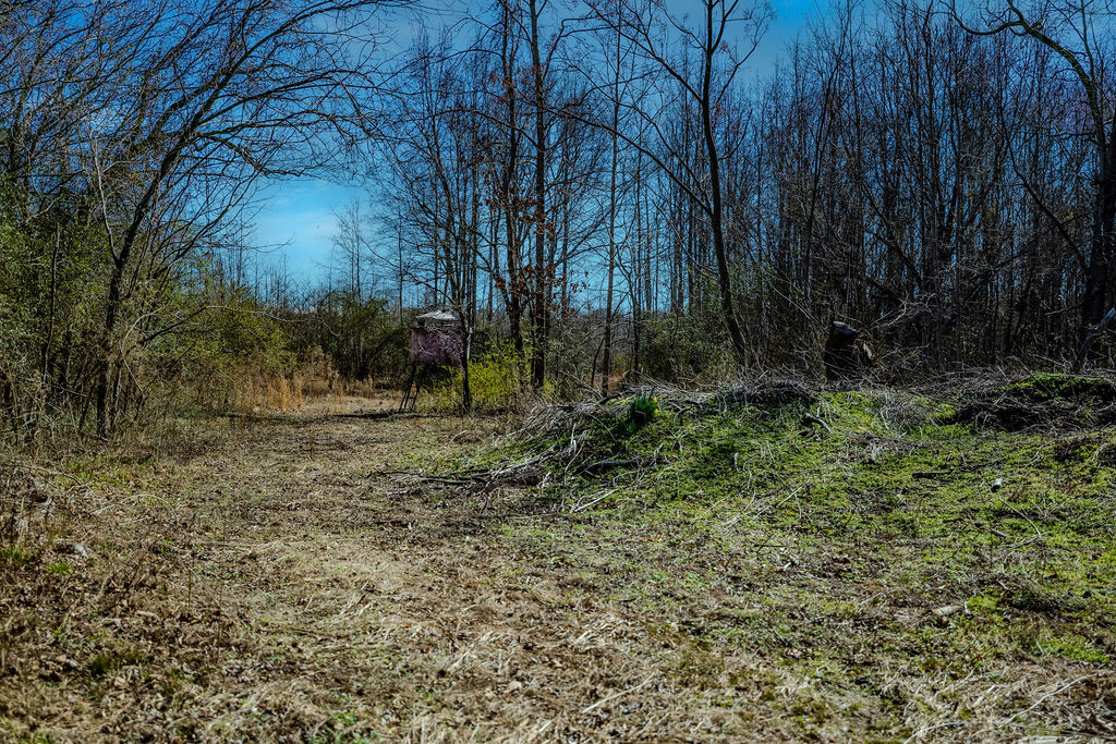 900 Asaville School Road Anderson, SC 29621 - Photo 13 of 29 This expansive lot offers ample space for various outdoor pursuits amidst a natural setting.