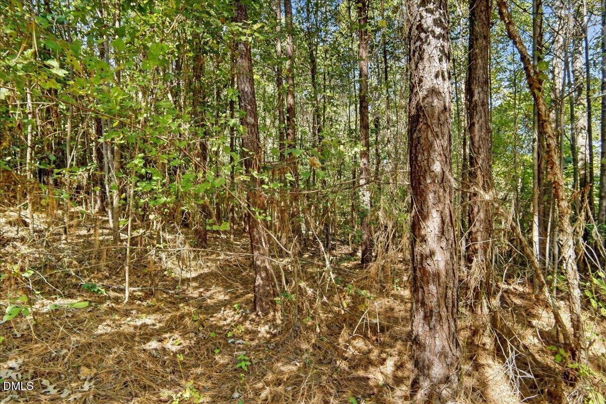 0 Andrew Denton Road Louisburg, NC 27549 - Photo 22 of 27 a close up of a plant