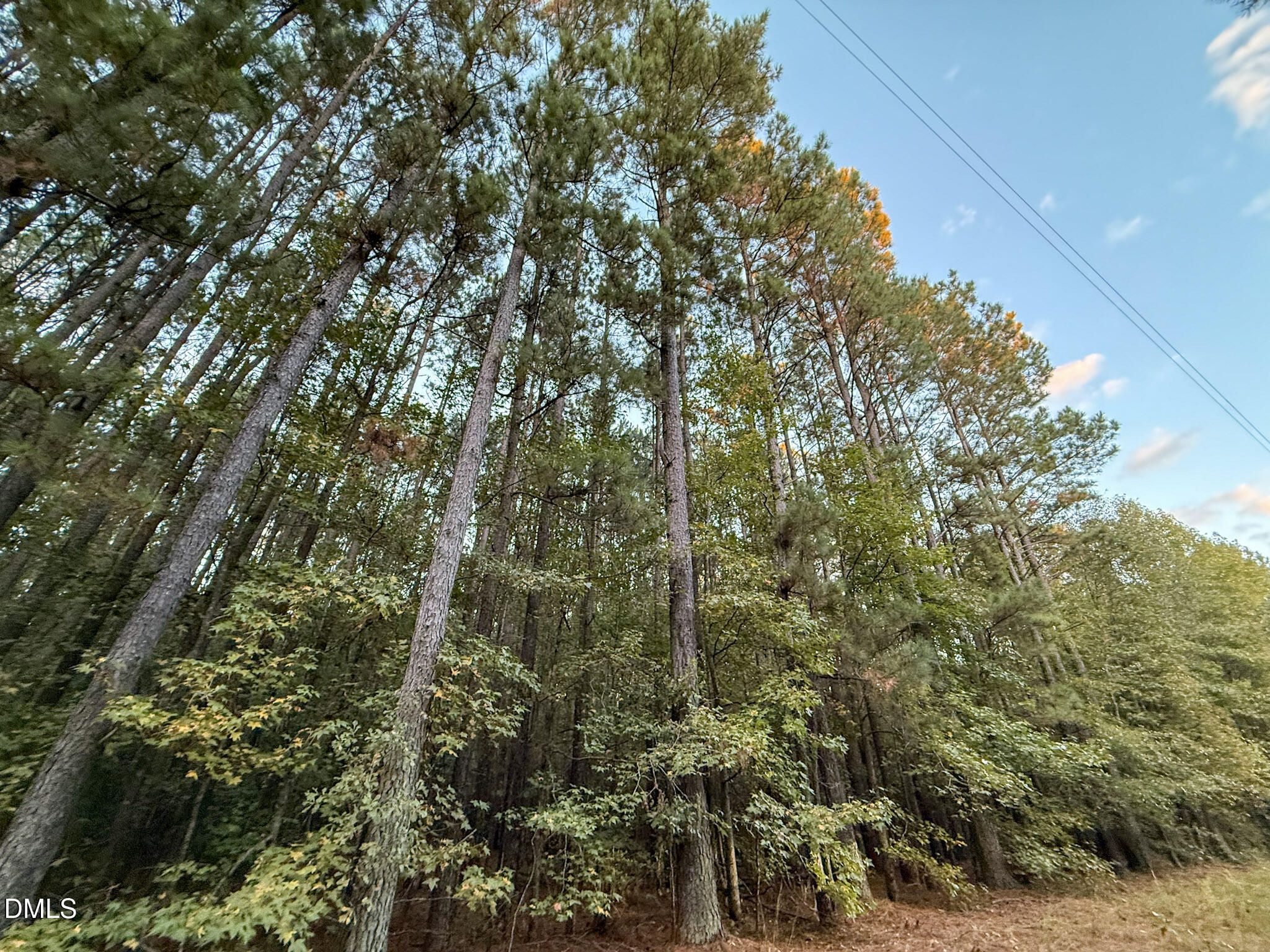 0 Andrew Denton Road Louisburg, NC 27549 - Photo 24 of 27 a view of a forest with lush green forest
