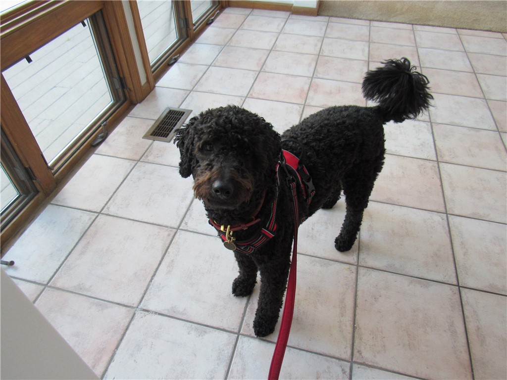 93 Elena Street Cranston, RI 02920 - Photo 39 of 40 Dino wants to welcome you to your new home!