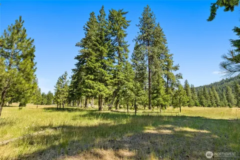 a view of a forest with a mountain