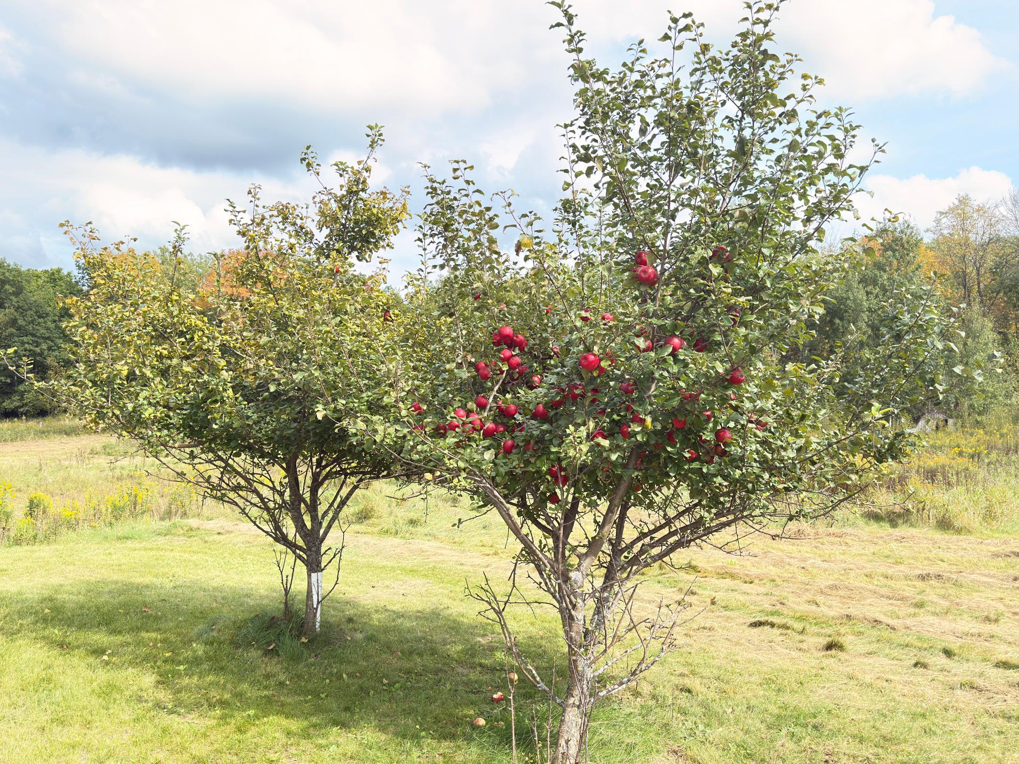 2952 90th Street Frederic, WI 54837 - Photo 25 of 40