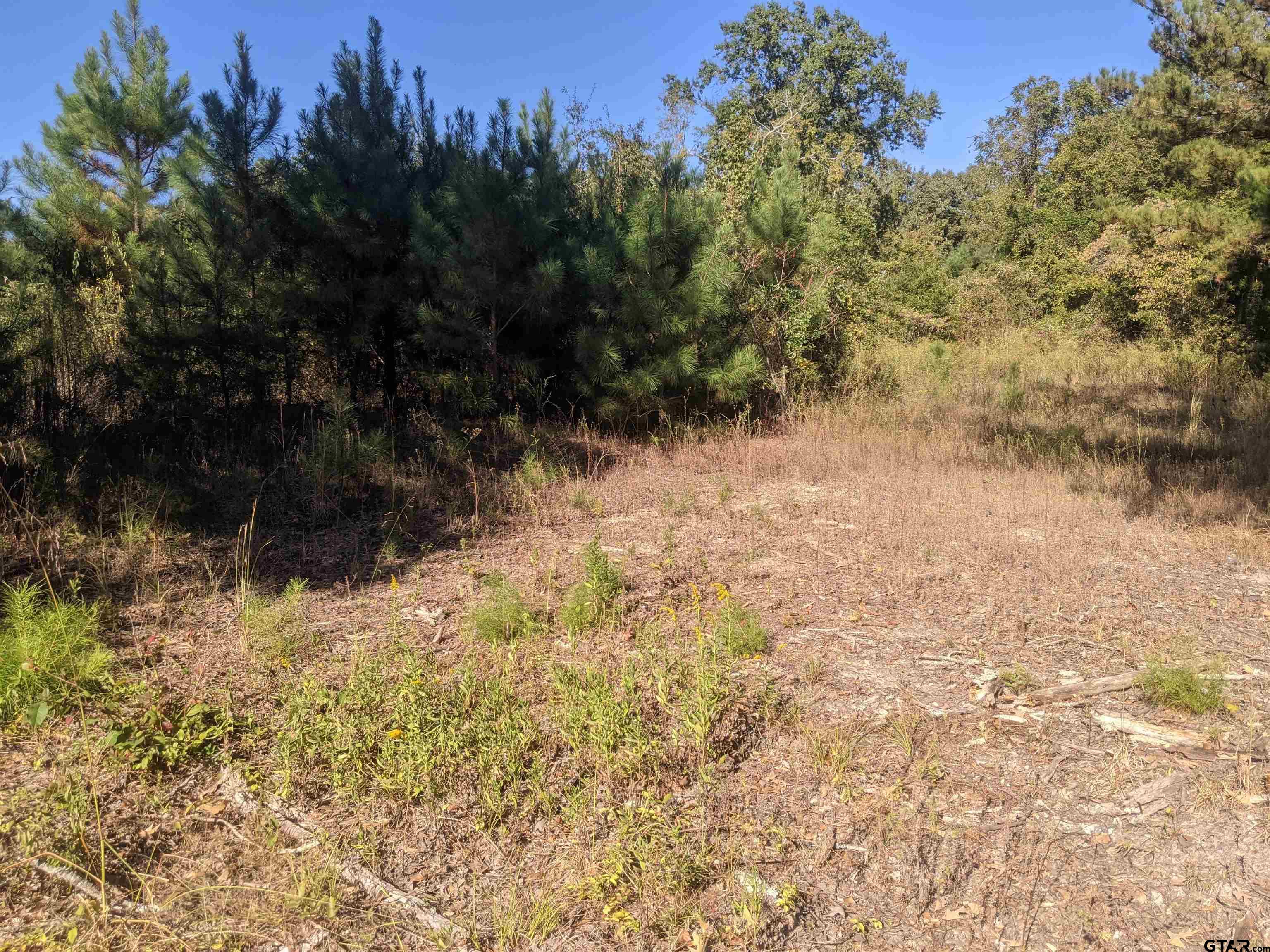 240 Cr Tyler Tx 75705 Tyler, TX 75705 - Photo 2 of 4 a view of a yard with a tree