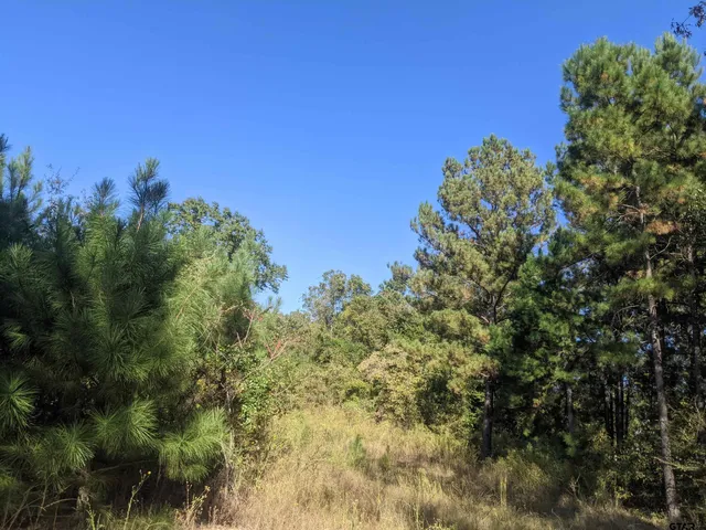 a view of a bunch of trees