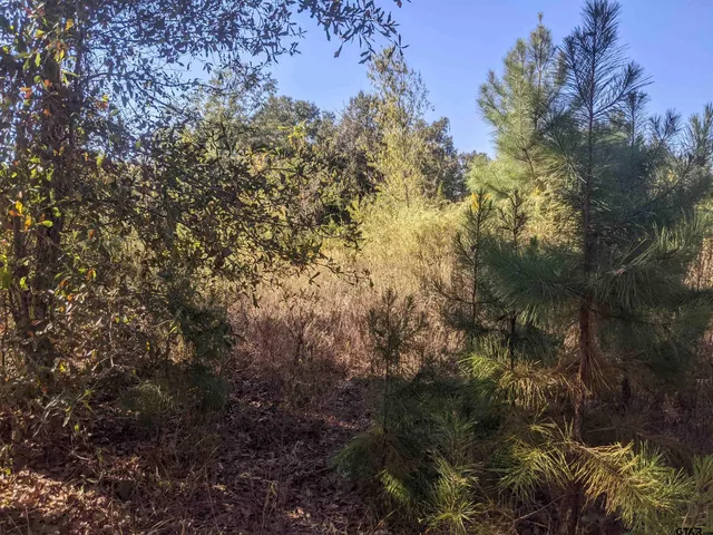 a view of a tree in a yard