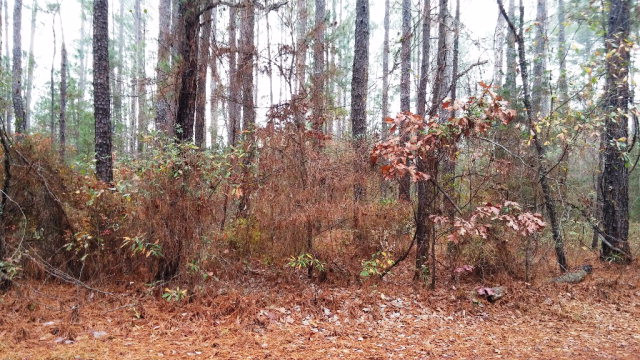 5538 Mary Road Thomson, GA 30824 - Photo 2 of 4
