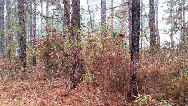 5538 Mary Road Thomson, GA 30824 - Photo 3 of 4