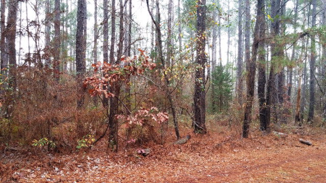 5538 Mary Road Thomson, GA 30824 - Photo 4 of 4