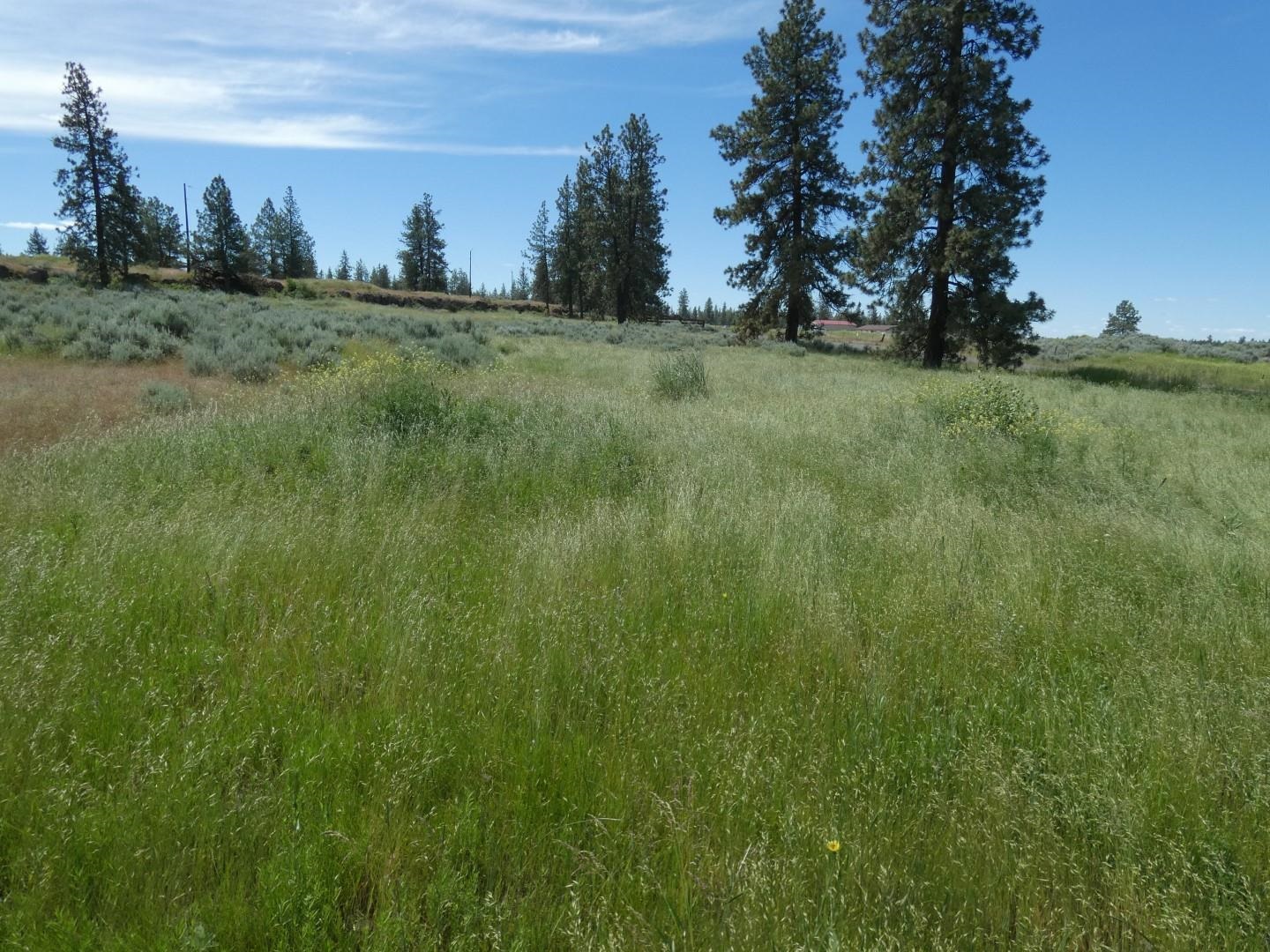 211-xx South Harrison Road Edwall, WA 99008 - Photo 14 of 19