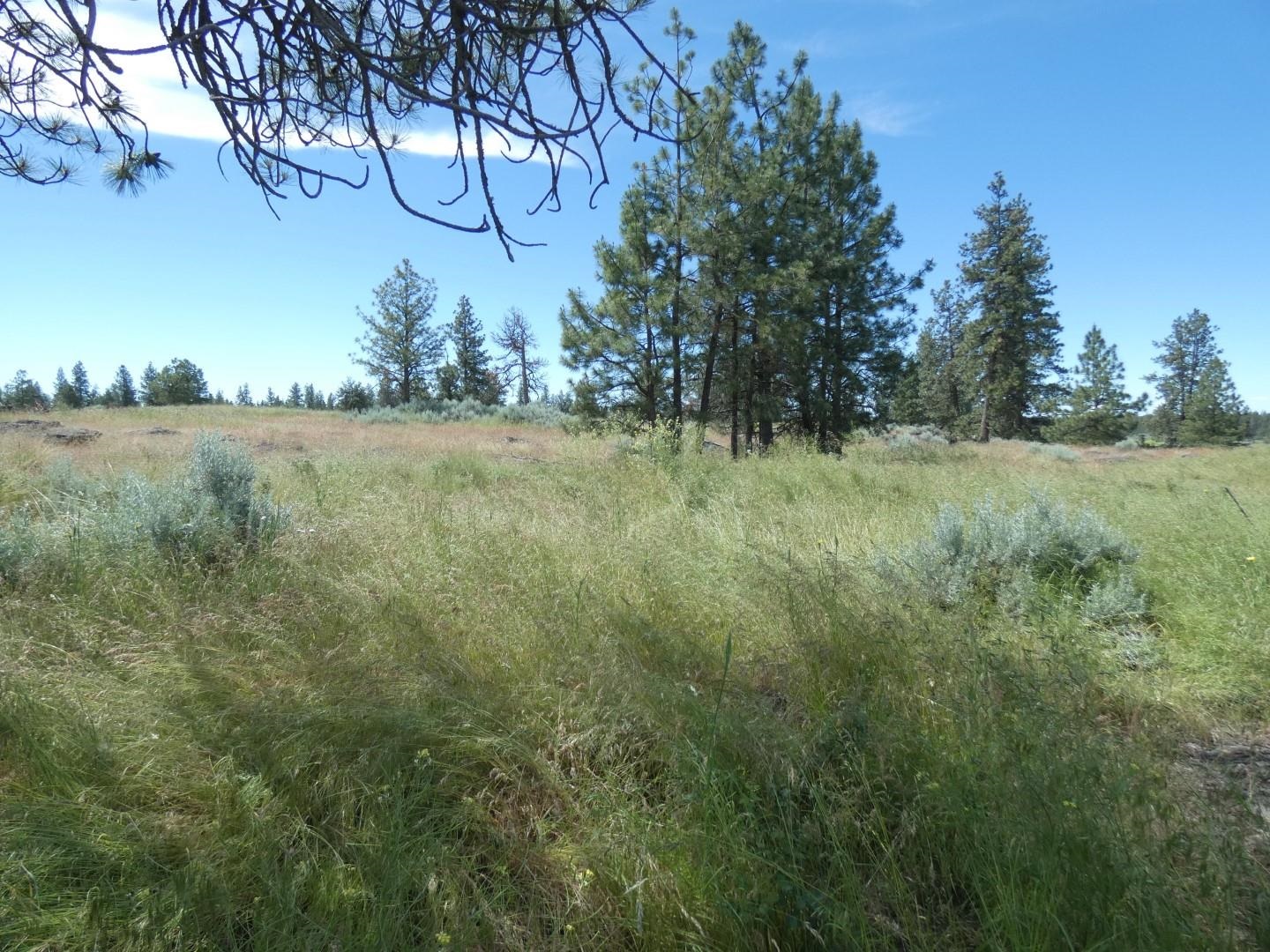211-xx South Harrison Road Edwall, WA 99008 - Photo 3 of 19
