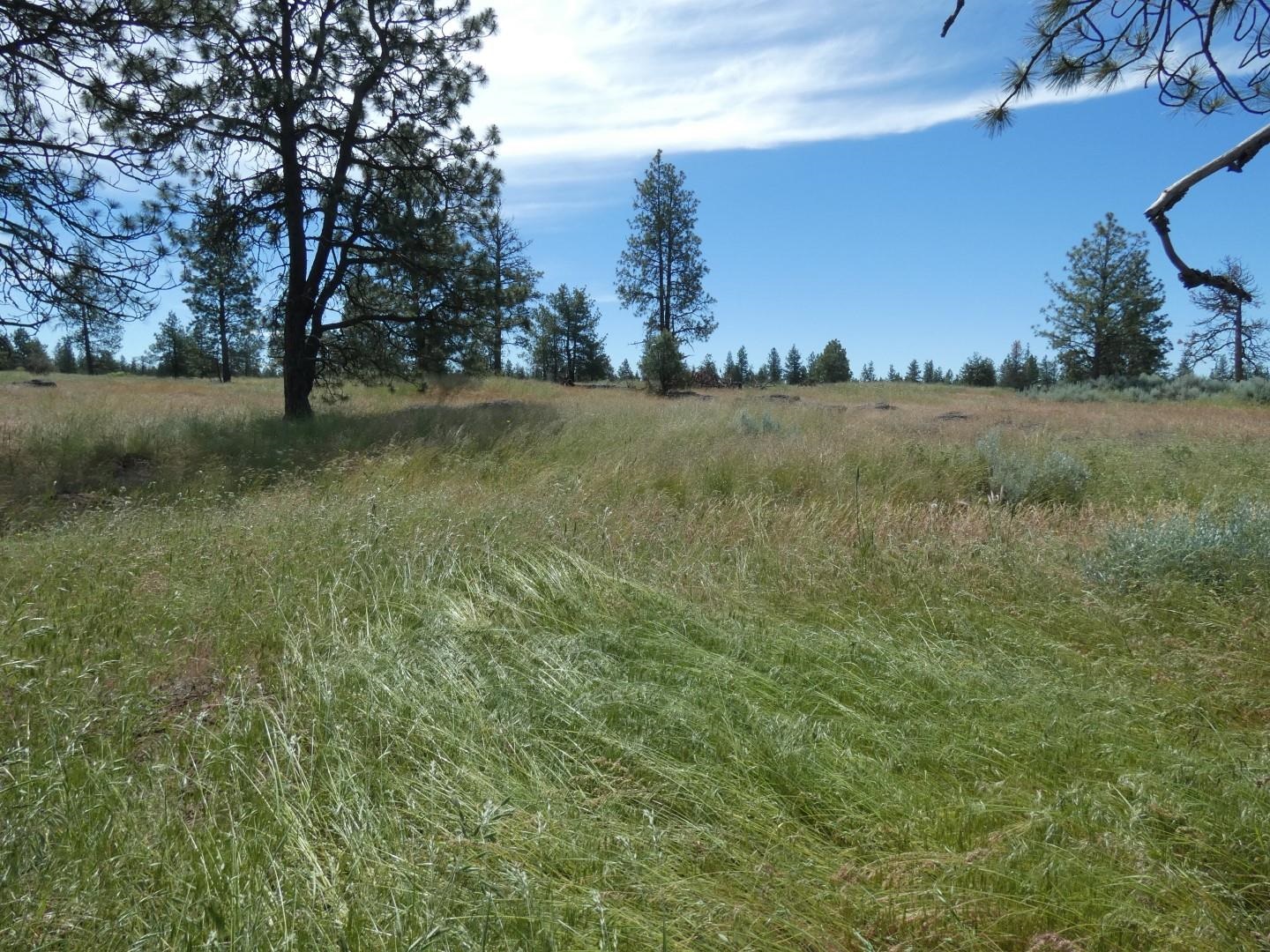 211-xx South Harrison Road Edwall, WA 99008 - Photo 4 of 19