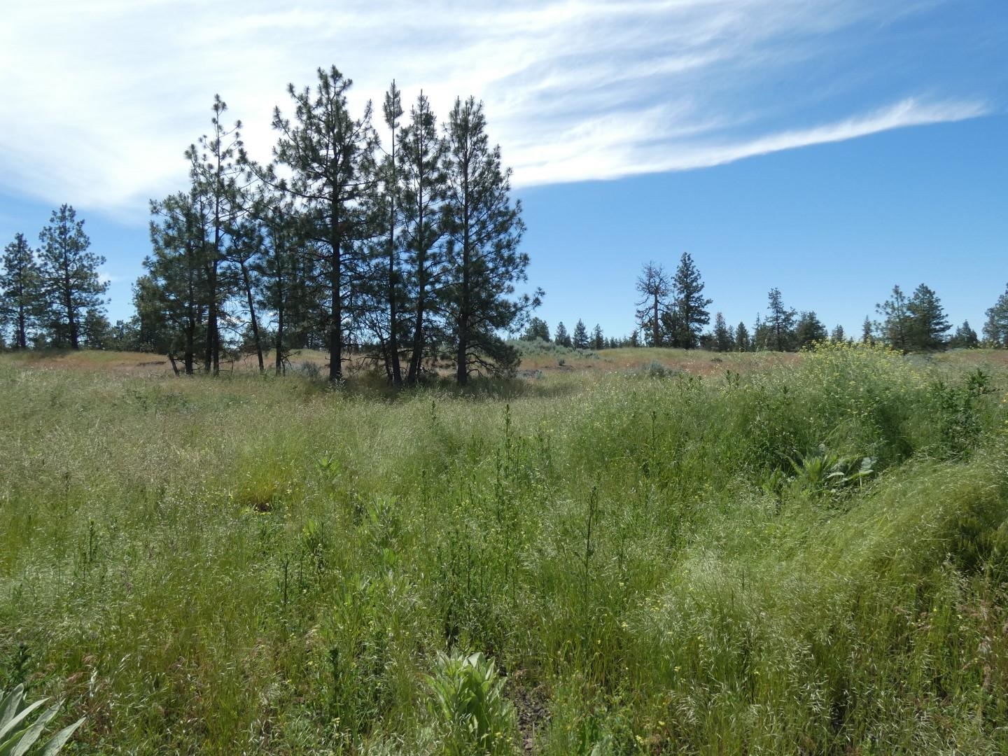 211-xx South Harrison Road Edwall, WA 99008 - Photo 6 of 19