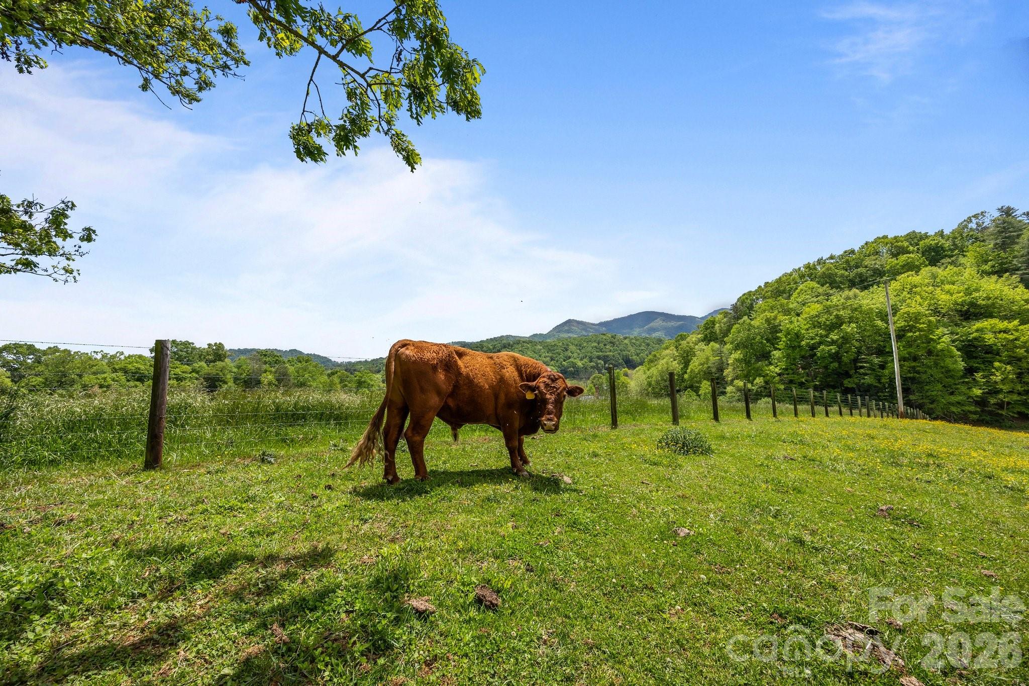 411 Big Sandy Mush Road Leicester, NC 28748 - Photo 26 of 26 Gallery Image 26