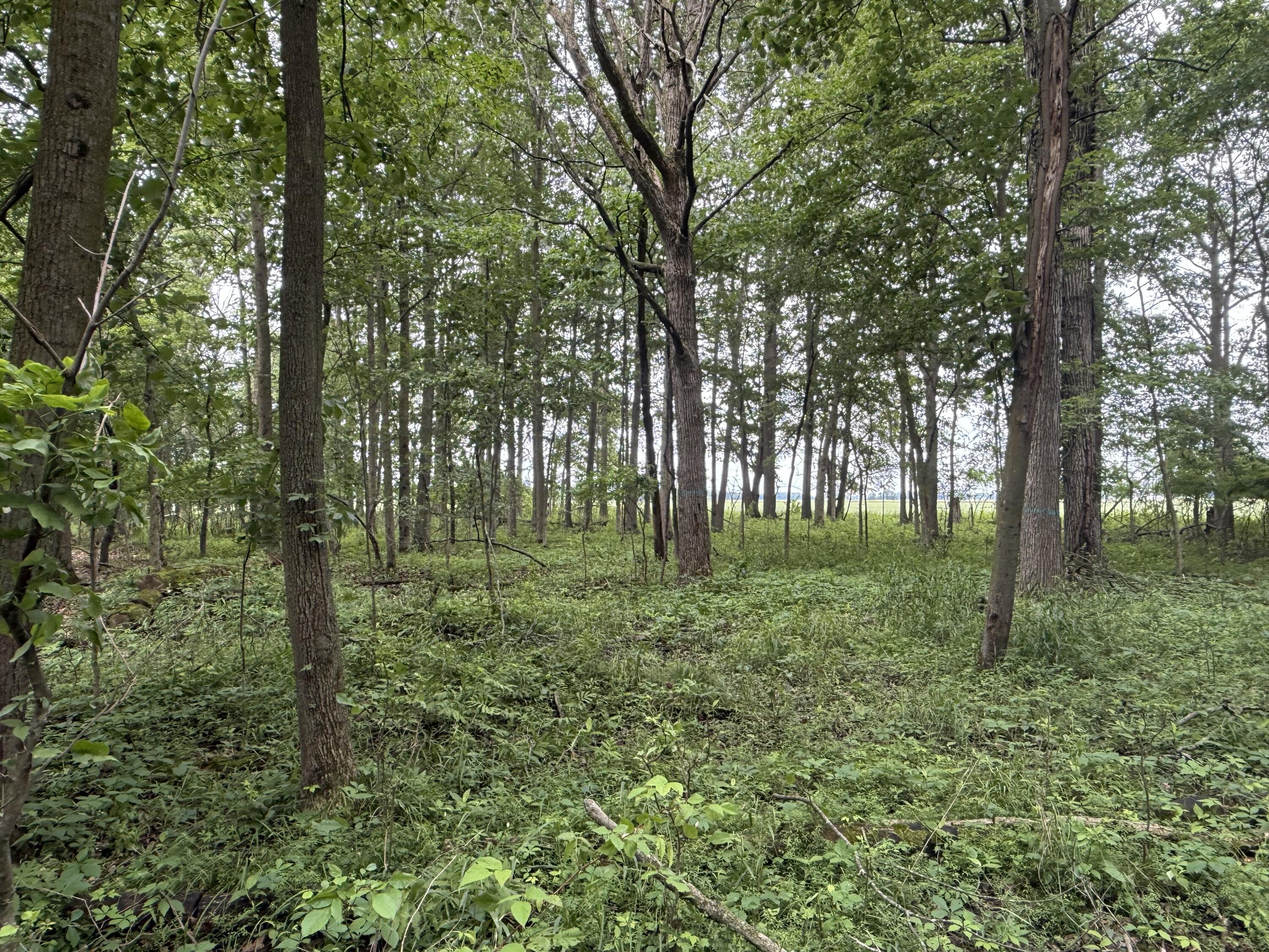 7 East Johnson Road Ashley, MI 48806 - Photo 9 of 37 G5