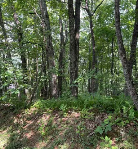 a view of a forest with trees
