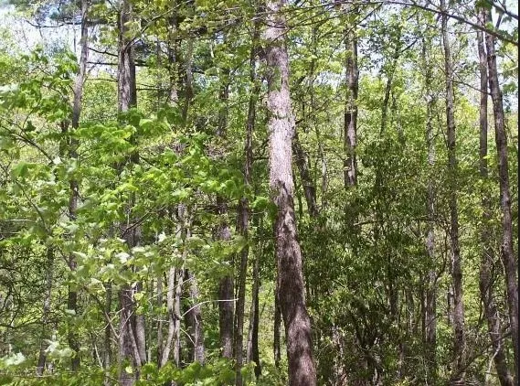 a close up of a tree