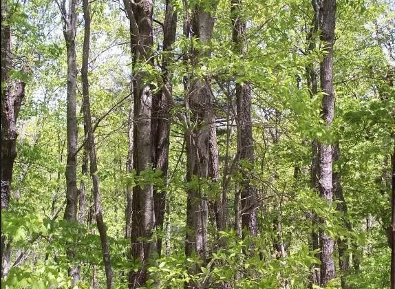 a close up of a plant