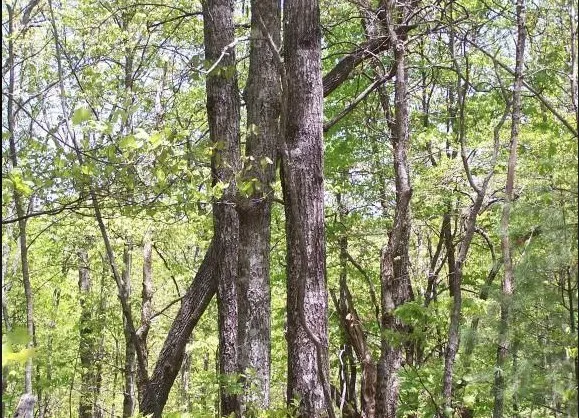 a yard with tall trees