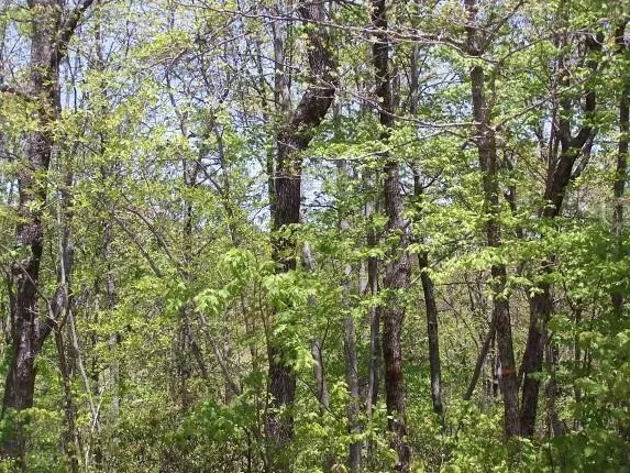 a close up of a tree