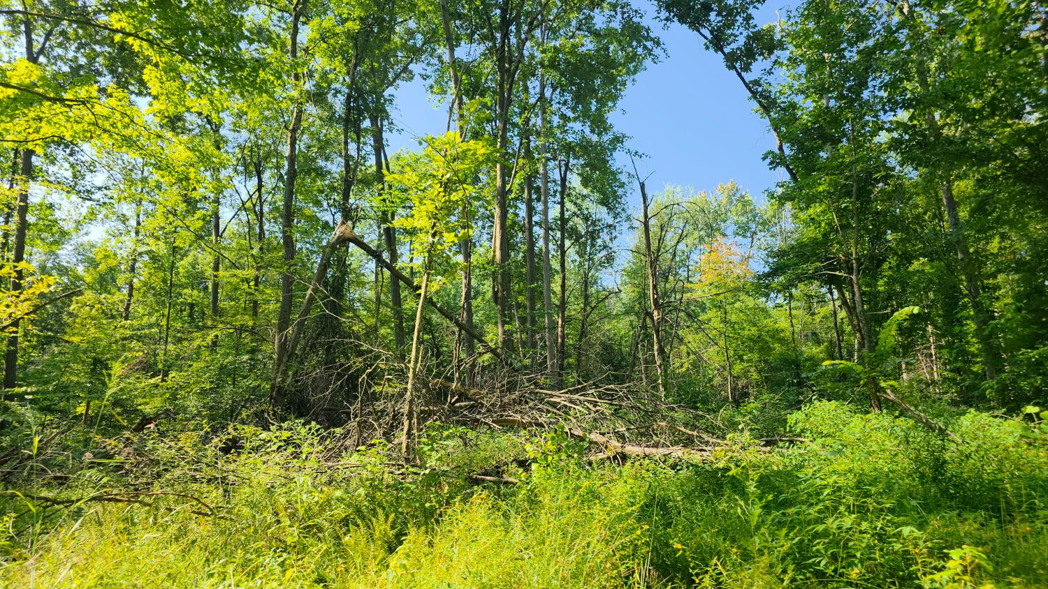 11128 Coleman Road West Bennington, IN 47011 - Photo 45 of 77