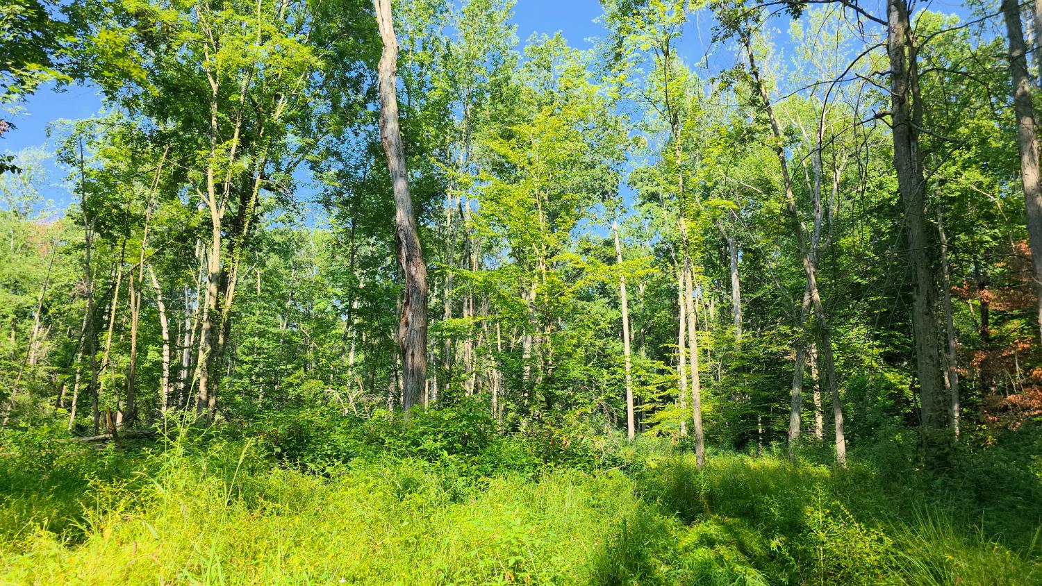 11128 Coleman Road West Bennington, IN 47011 - Photo 46 of 77
