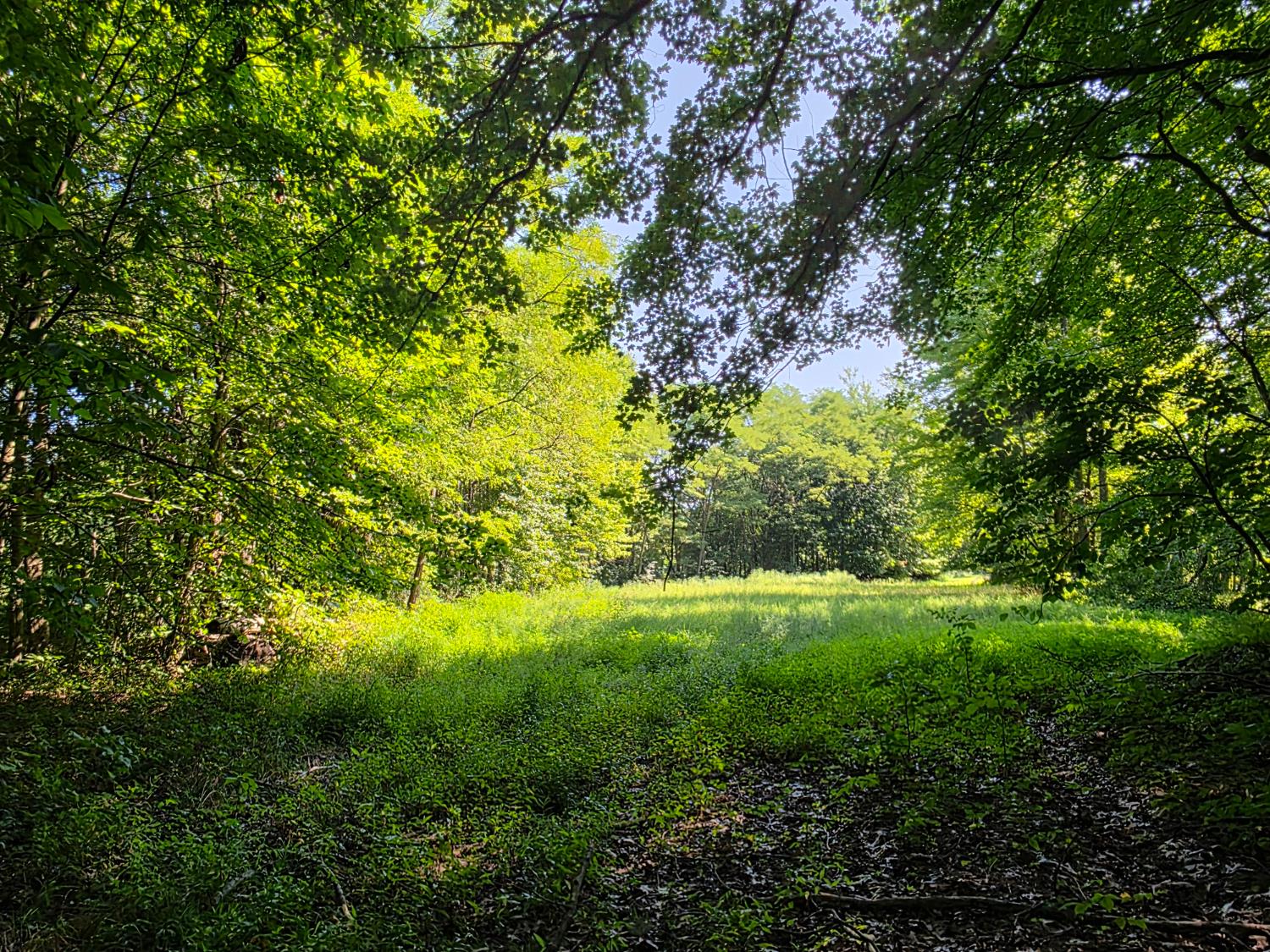 11128 Coleman Road West Bennington, IN 47011 - Photo 50 of 77