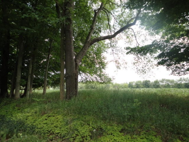 0 Dake Road Ionia, MI 48846 - Photo 1 of 9 DSC08694