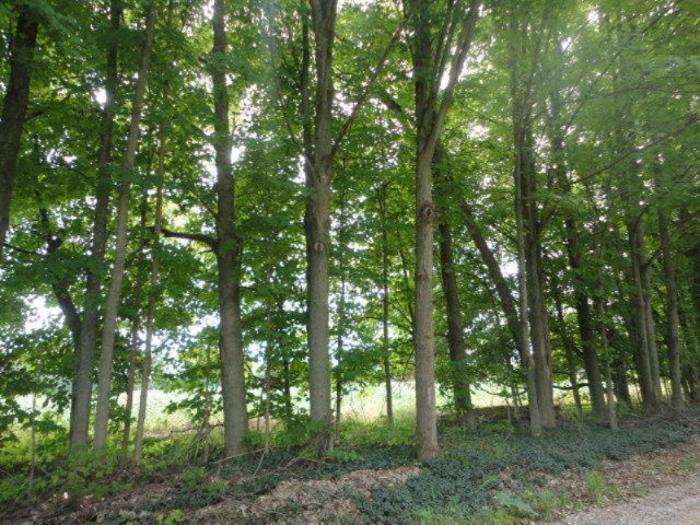 0 Dake Road Ionia, MI 48846 - Photo 4 of 9 DSC08691