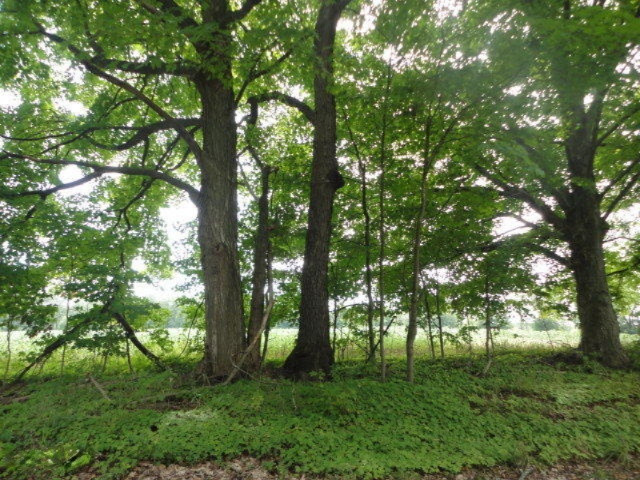 0 Dake Road Ionia, MI 48846 - Photo 5 of 9 DSC08688