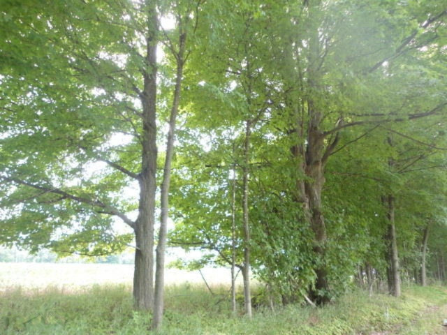 0 Dake Road Ionia, MI 48846 - Photo 7 of 9 DSC08693