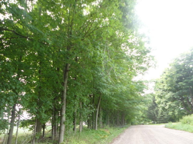 0 Dake Road Ionia, MI 48846 - Photo 9 of 9 DSC08695