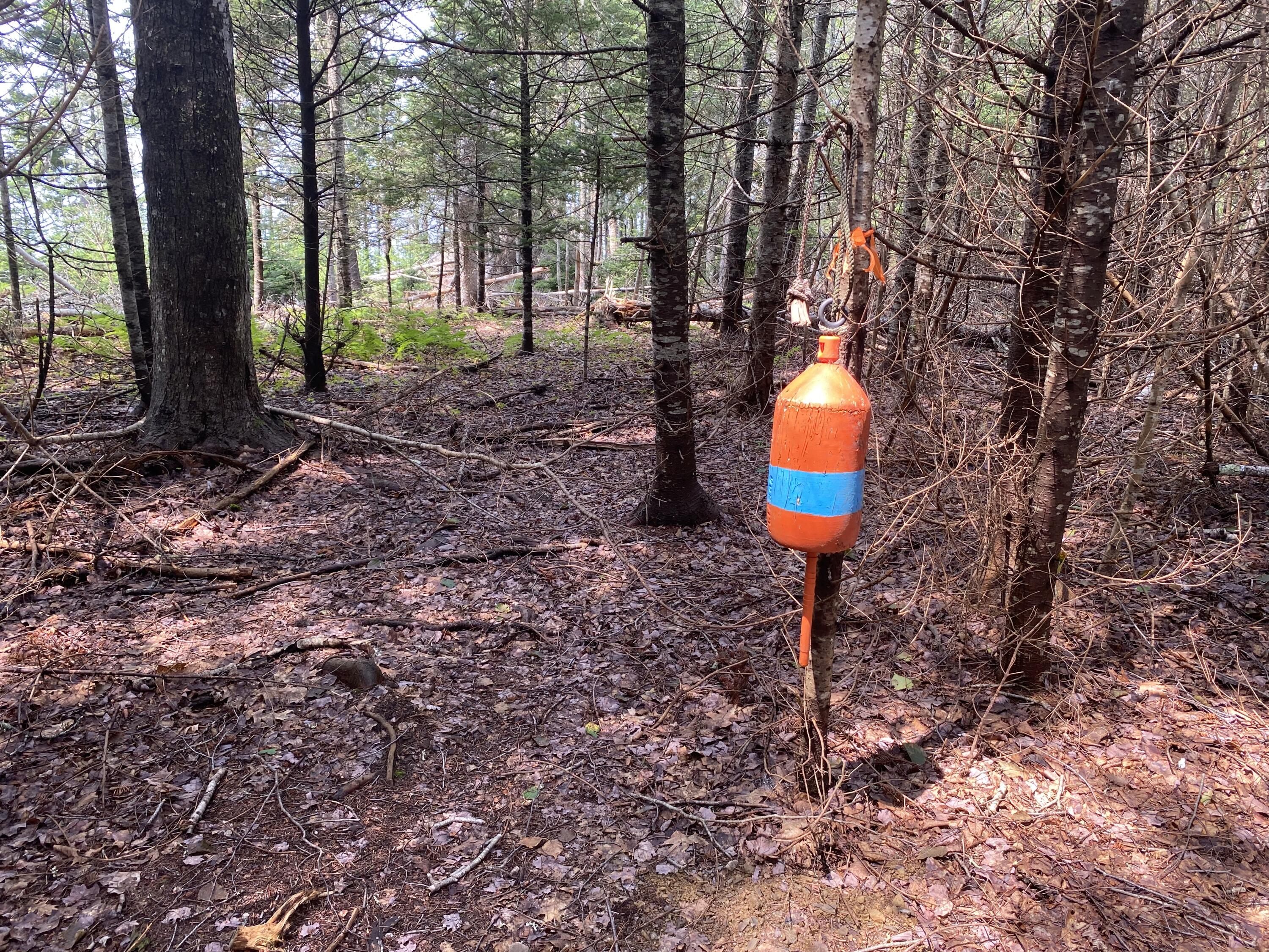 1552 Turtle Head Road Islesboro, ME 04848 - Photo 8 of 19 Soils tesst