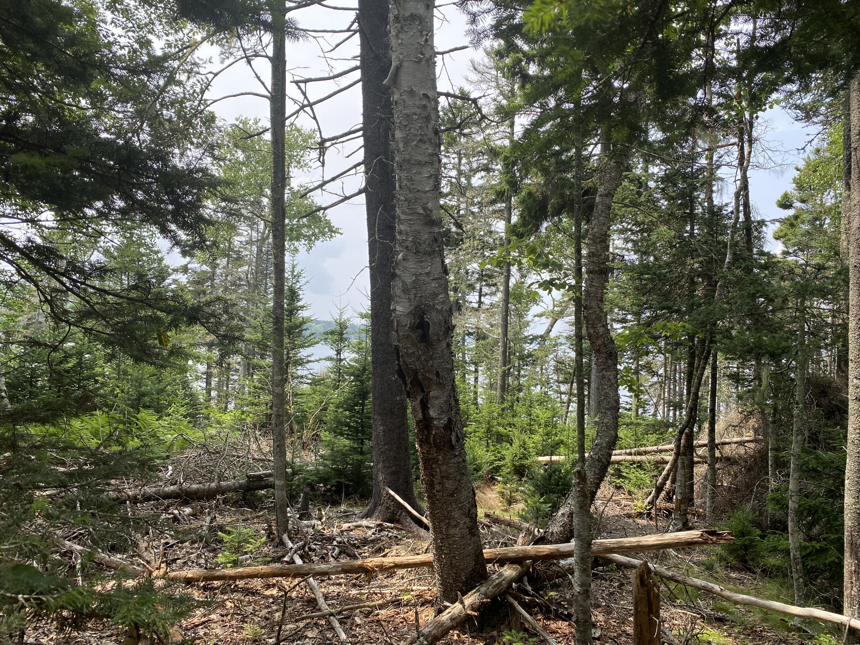 1552 Turtle Head Road Islesboro, ME 04848 - Photo 10 of 19 Building Site