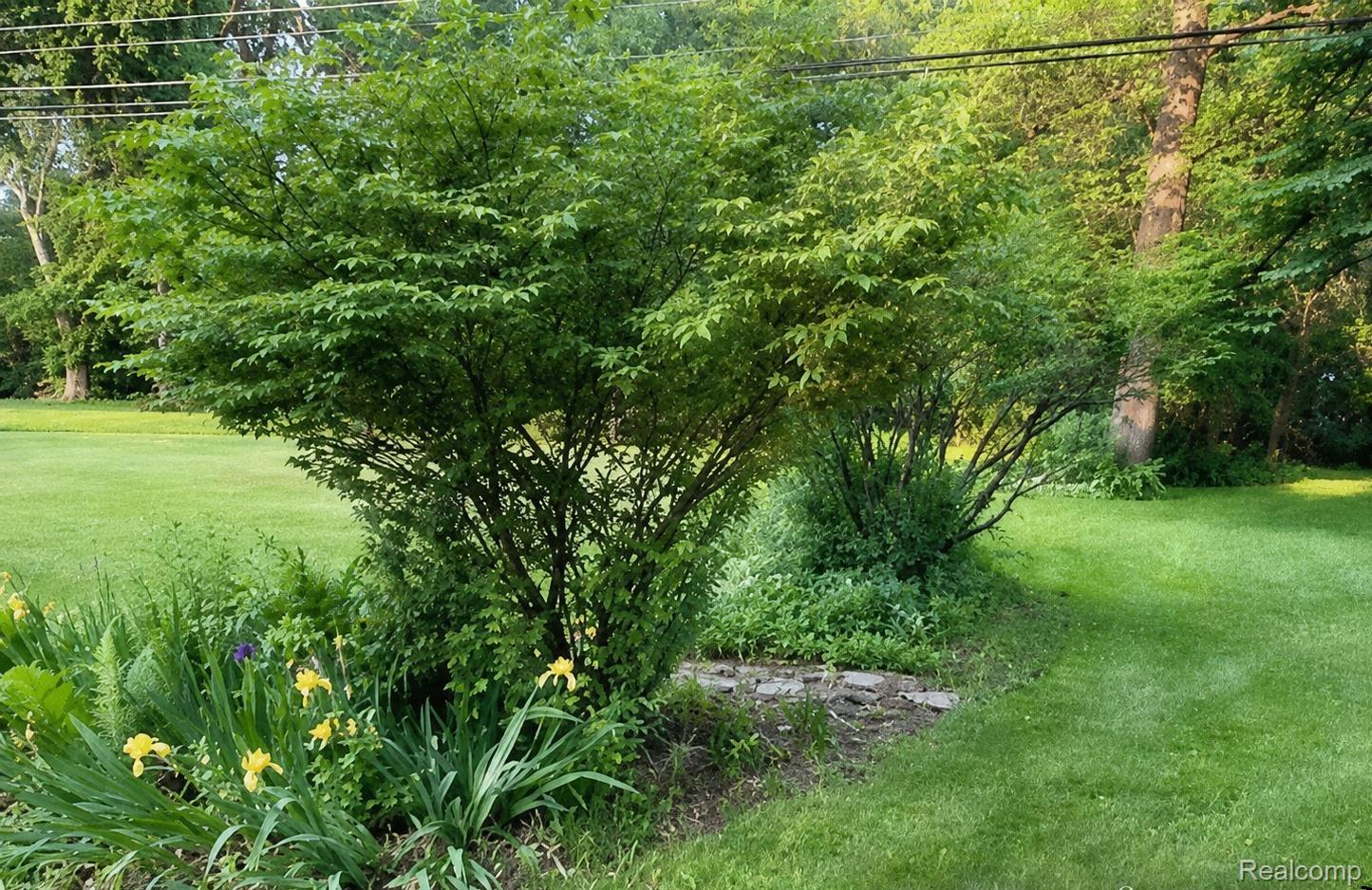 9552 Wayne Road Livonia, MI 48150 - Photo 28 of 31 Expansive lawn area featuring mature shrubs and established plantings