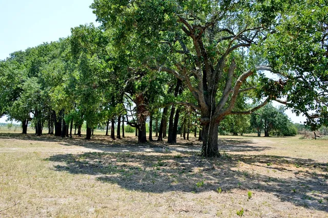 a tree in a yard with large trees