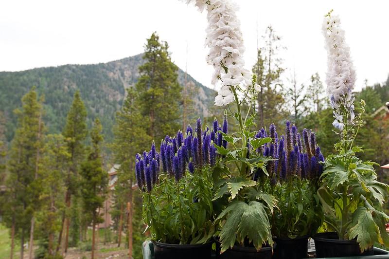 188 Tip Top Trail, Unit 6559 Keystone, CO 80435 - Photo 3 of 24 a view of a flower in a yard