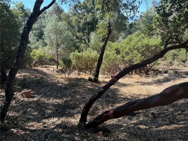 a view of a forest with trees