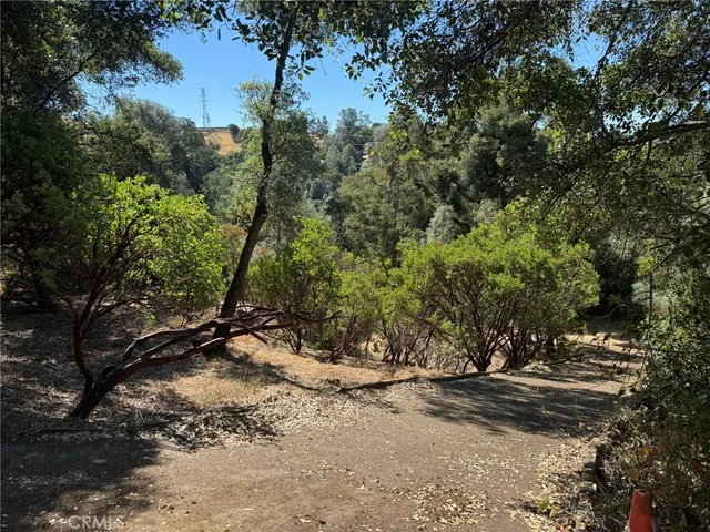 a view of a forest that has a tree