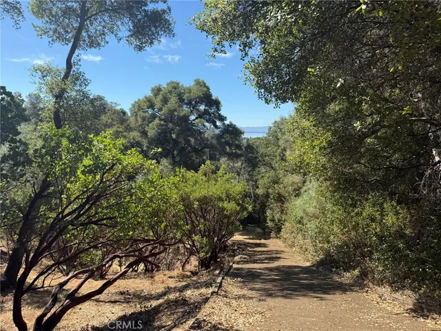 a view of a yard with plants and trees
