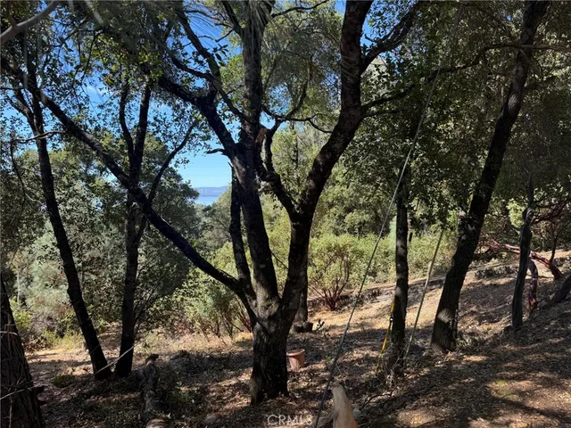 a view of a tree with a yard